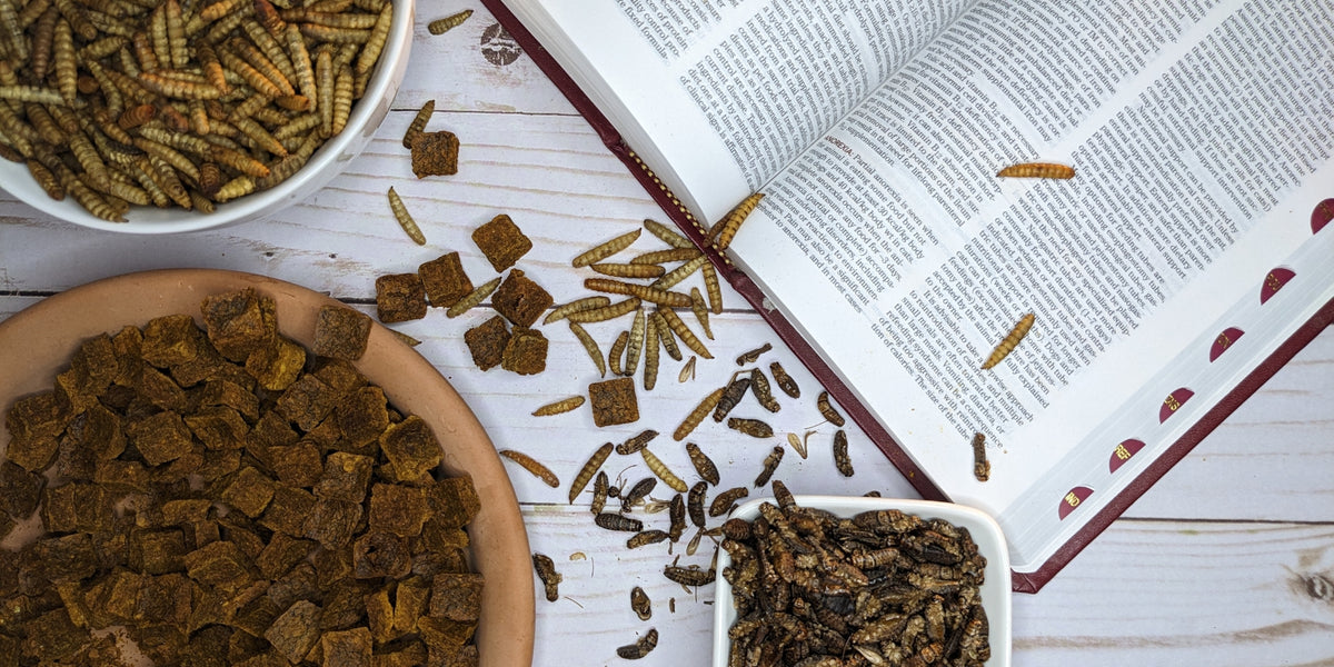 Koothadi Insect Why insects? – Koodawni